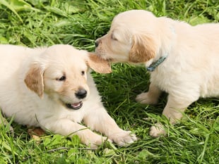 New laws to protect animals from mistreatment to come into force