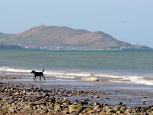 Isle of Man beaches set to introduce dog bans for summer