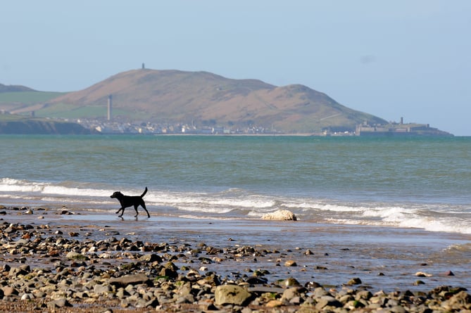 A dog on a beach near Peel