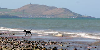Full list of Isle of Man beaches where dogs are banned for the summer