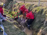 Horse rescued by emergency services after animal falls into ditch