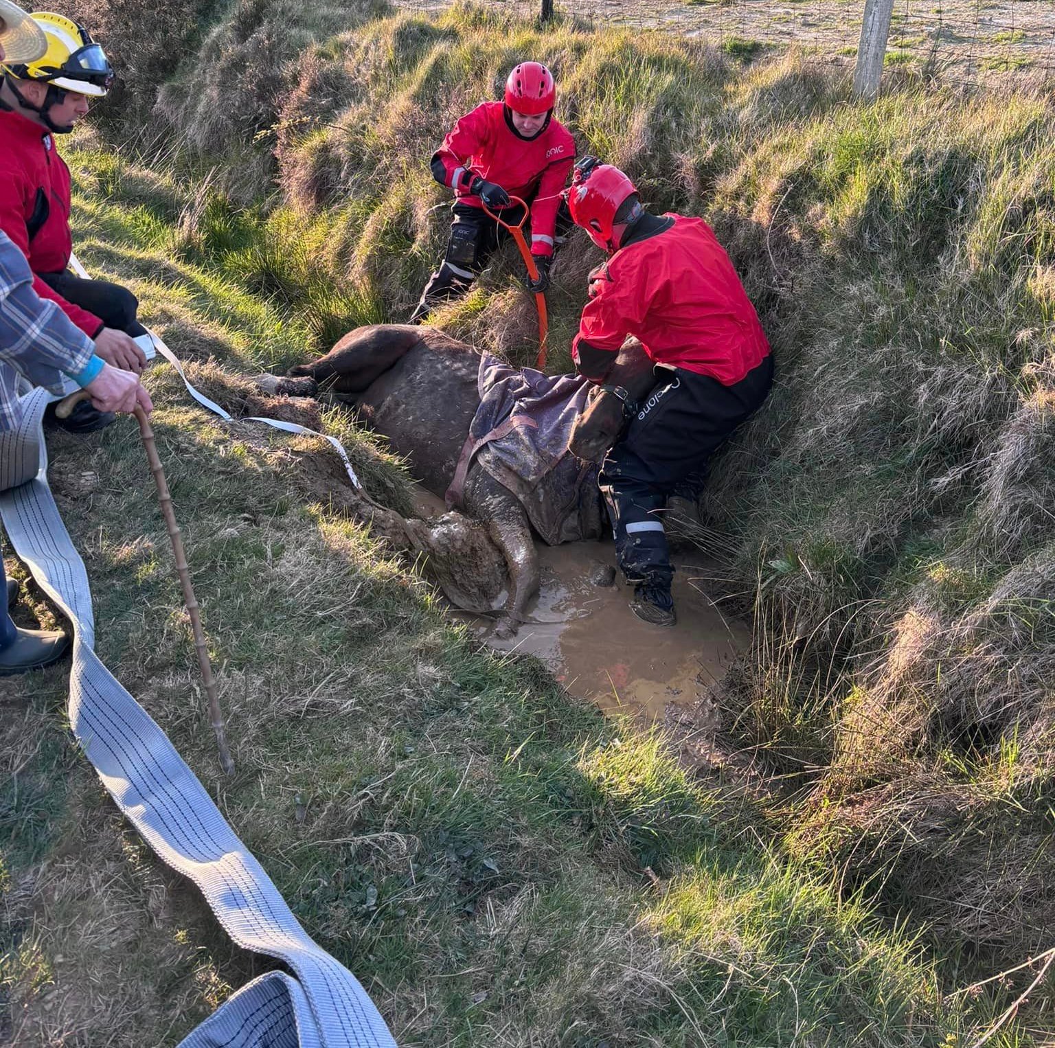 Horse rescued by Isle of Man emergency services after animal falls into ...