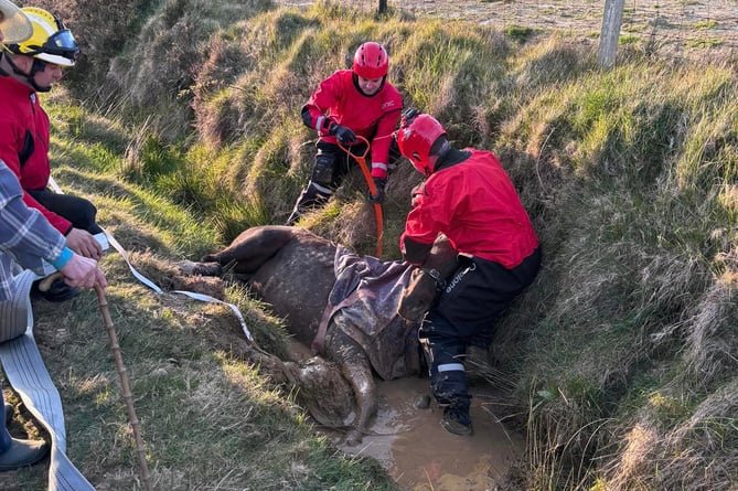 Emergency services worked to rescue the horse