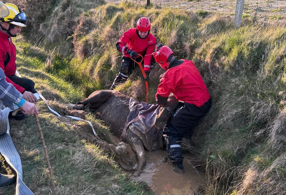 Horse rescued by emergency services after animal falls into ditch