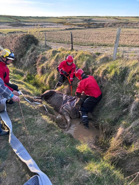 Emergency services worked to rescue the horse