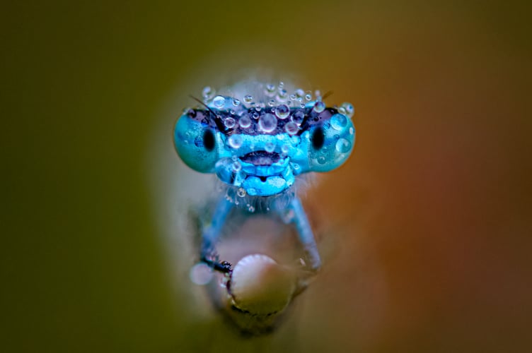 This close up of a damp damsel earned a section win for David Salter
