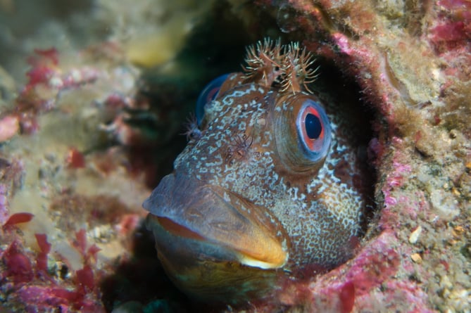 Ben Houghton captured this tompot blenny poking its head out