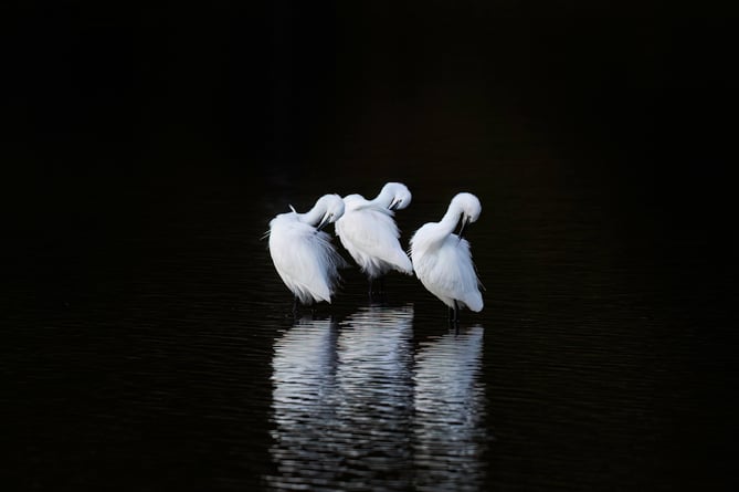 Paul Quellin captured this atmospheric shot of three egrets