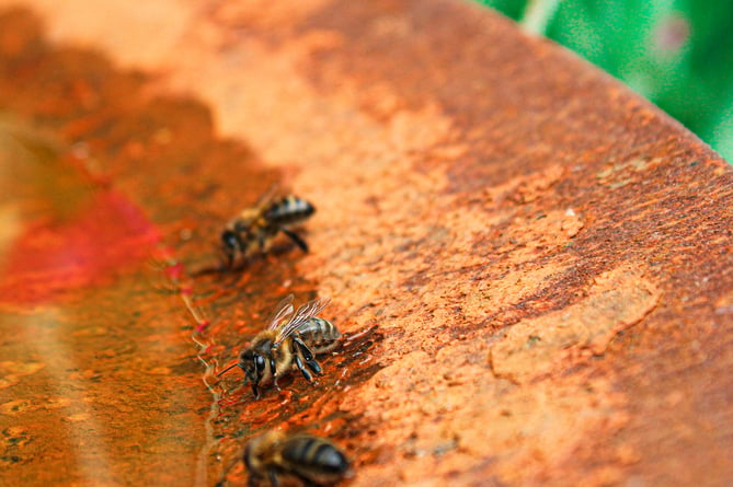 This image of bees grabbing a drink bagged a section win for Chris Allen