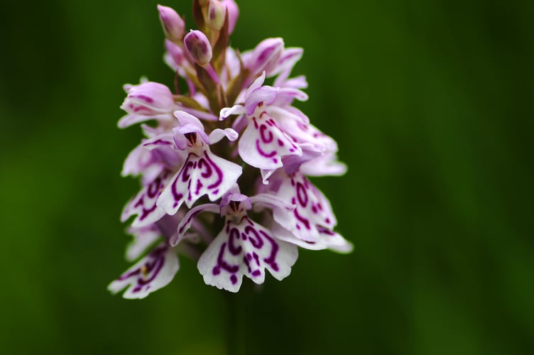 Shelly Kilpatrick's  Wild Orchid displayed at the Wild Mann nature photography competition
