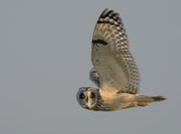 The stunning pictures of wildlife taken across the Isle of Man