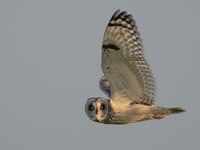 The stunning pictures of wildlife taken across the Isle of Man