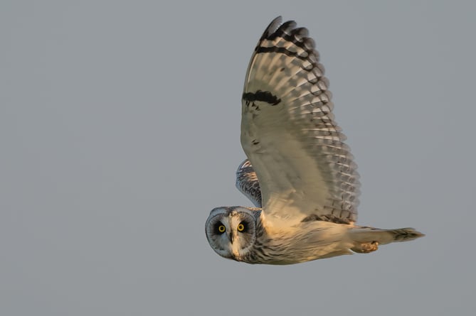 Overall Winner of the Wild Mann nature photography competition is Paul Bromley's short eared owl