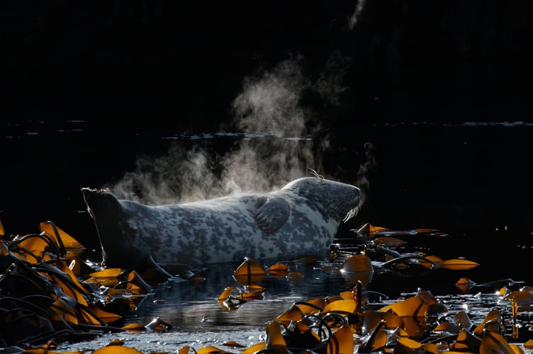 Lara Howe was a section winner with this shot of a steaming seal