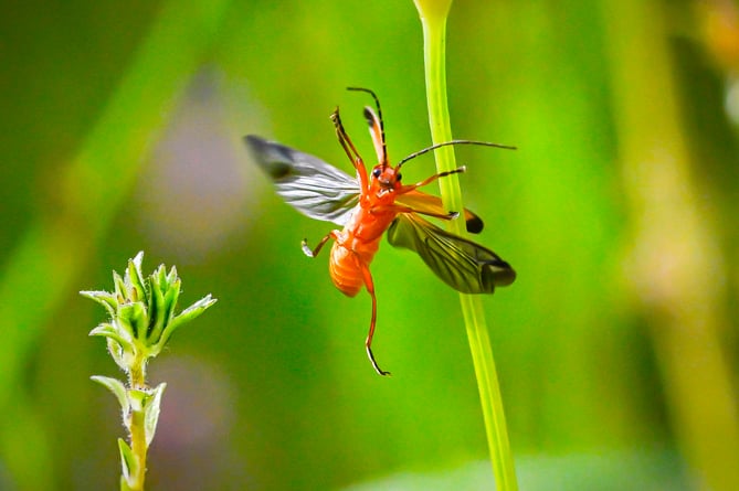 Judges were impressed by Sean Corlett's photo of a red soldier beetle jumping from a stem