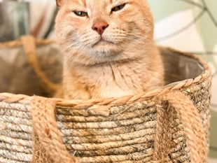 Upset as seaside village's beloved 'celebrity' cat dies