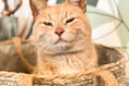 Upset as seaside village's beloved 'celebrity' cat dies