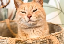Upset as seaside village's beloved 'celebrity' cat dies