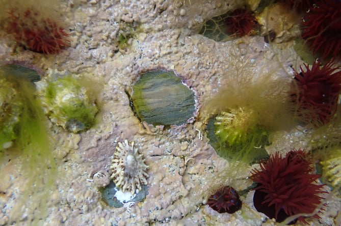 Common limpet home scar with beadlet anemones.