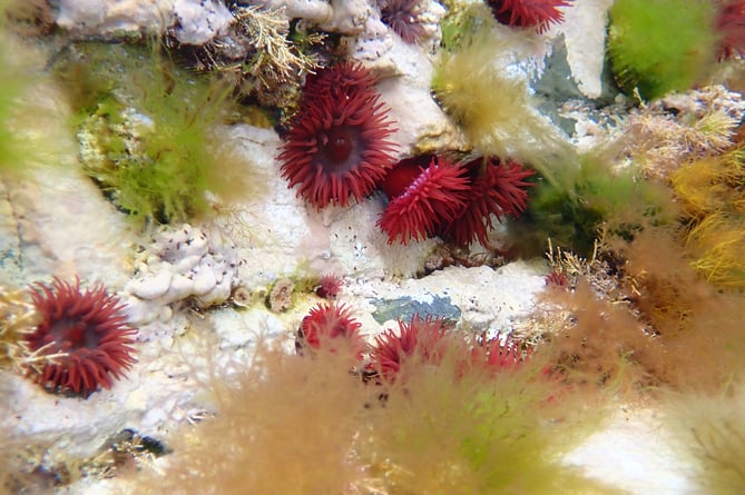 Biodiverse coralline algae in a Manx rock pool