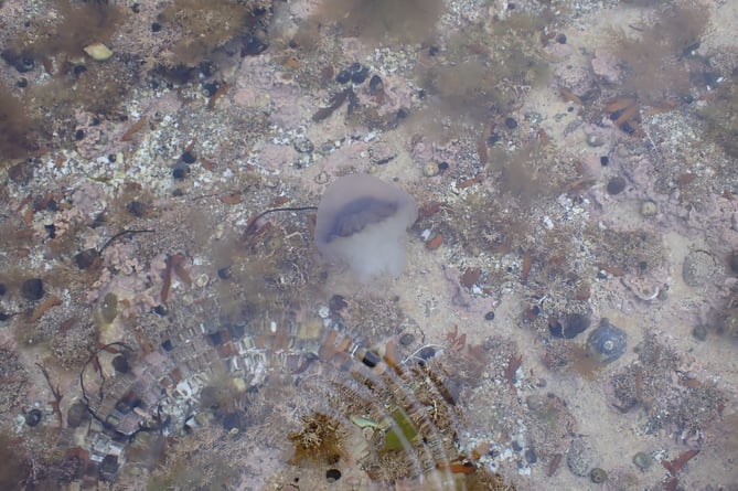 Blue jellyfish in a coralline algae pool on the Manx shoreline