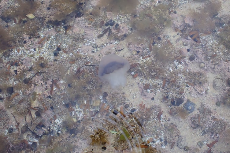 Blue jellyfish in a coralline algae pool on the Manx shoreline