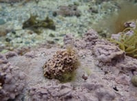 How humble algae create a visual feast in Manx rock pools 