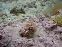 How humble algae create a visual feast in Manx rock pools 