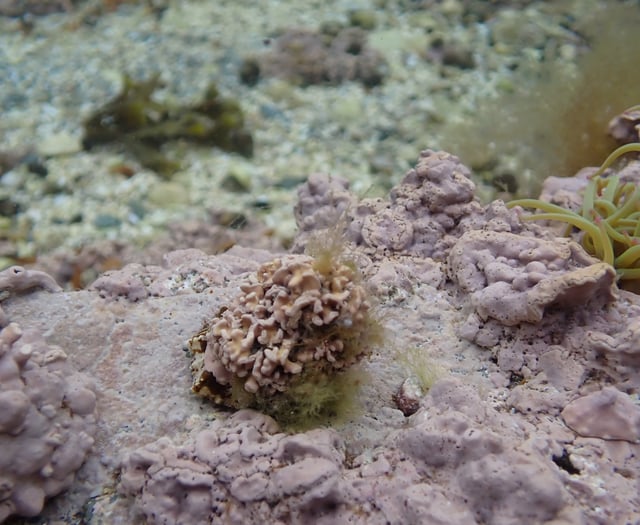 How humble algae create a visual feast in Manx rock pools 