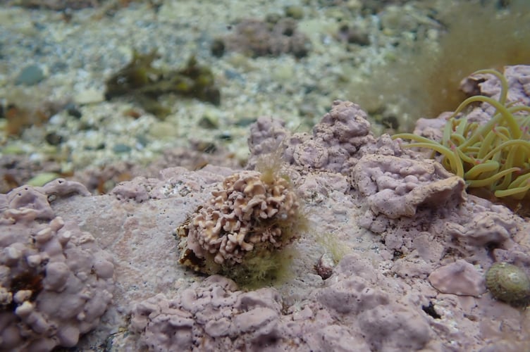 Pink coralline algae on common limpet in a Manx rock pool