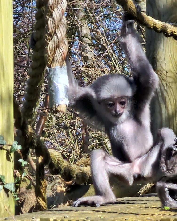 Graihagh the silvery gibbon