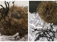 Five easy things you can do to help our hedgehogs at this time of year