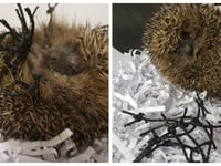 Five easy things you can do to help our hedgehogs at this time of year