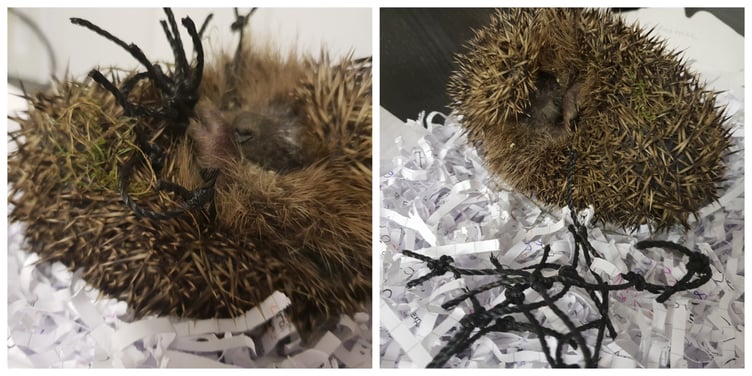 National hedgehog awareness week which runs from 5th to 11th May