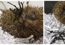 Five easy things you can do to help our hedgehogs at this time of year