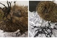 Five easy things you can do to help our hedgehogs at this time of year