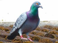 MSPCA column: What to do if a racing pigeon lands in your garden