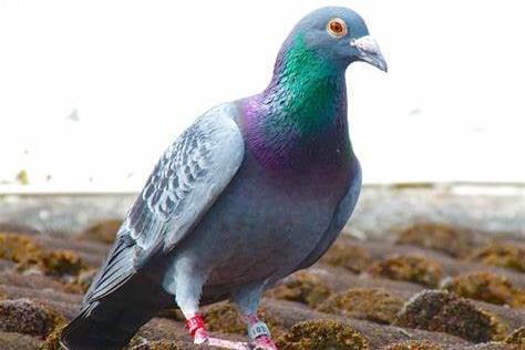 Racing pigeon