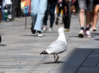 Isle of Man TT tourist's sausage roll targeted by 'predatory' seagull