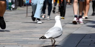 Isle of Man TT tourist's sausage roll targeted by 'predatory' seagull