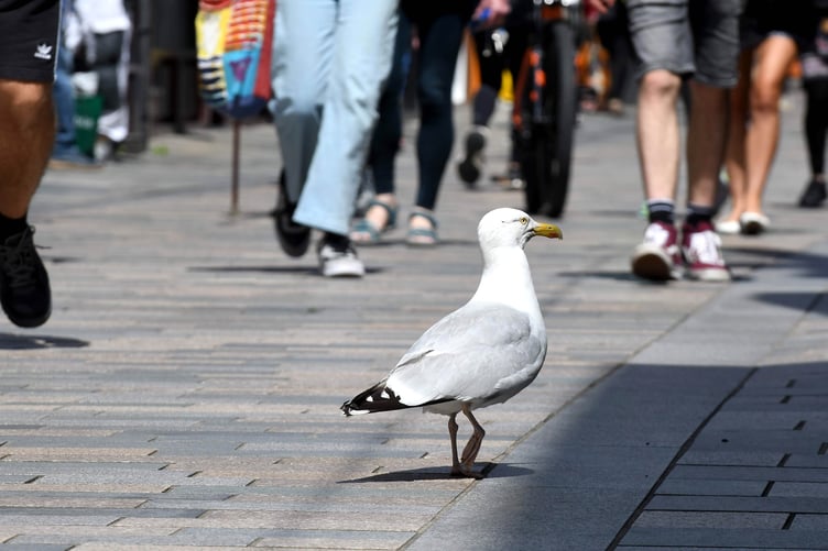 A herring gull looking out for its next victim on Strand Street