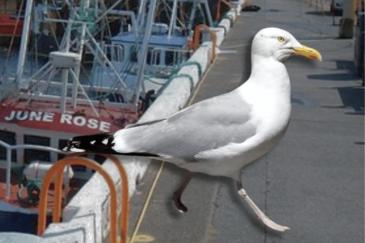 A gull pinched a wallet in Ramsey