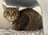 Expert explains how to tell if a 'missing' cat has an owner