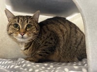Expert explains how to tell if a 'missing' cat has an owner
