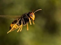 Asian hornets can consume up to 50 bees a day
