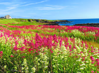 Baie ny Carrickey: Learn more about this island nature reserves