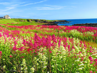 Baie ny Carrickey: Learn more about this island nature reserves