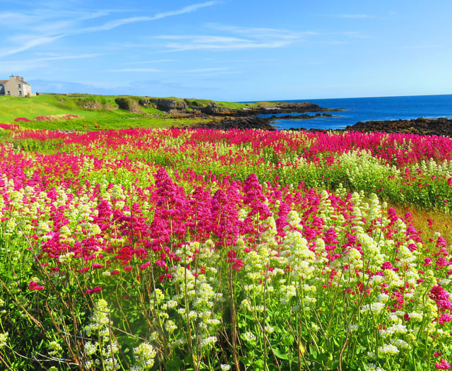Baie ny Carrickey: Learn more about this island nature reserves