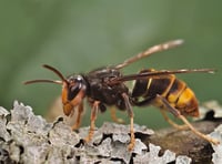 No reports in the Isle of Man of 'damaging' Asian hornets