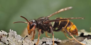 No reports in the Isle of Man of 'damaging' Asian hornets